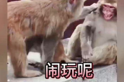 动物搞笑配音视频短片,动物界的喜剧之王
