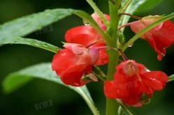 指甲花的功效与作用可以治灰指甲吗-有来医生2025/5/30