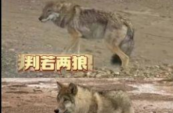 野狼女网红,挑战极限，勇闯网络江湖