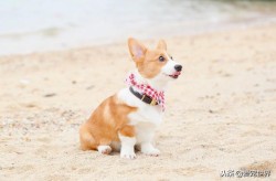 大中小型犬如何区分？—洛威犬